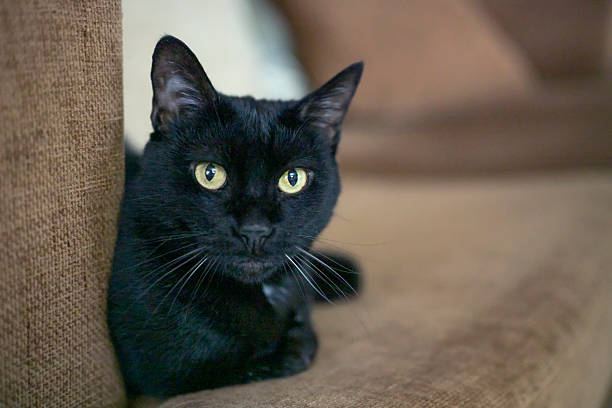 istock Black Cat with Yellow Eyes Staring Intensely 2252396914