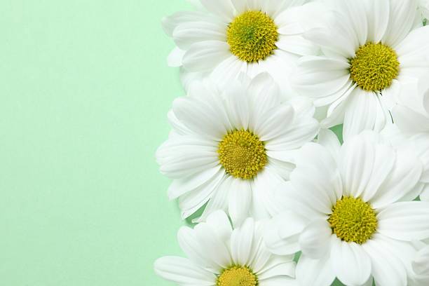 Beautiful chamomile on color background