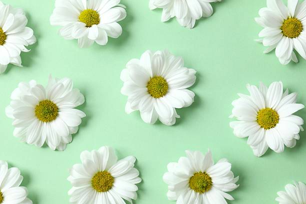 istock Beautiful chamomile on color background 2252398687