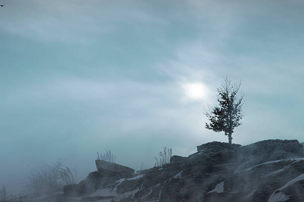 Lone Bare Tree in Mountain Snowstorm  Minimal Winter Landscape, Wind, Ice and Cold