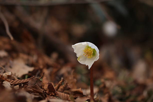 Christmas rose (black hellebore) on white background. flower also known as Helleborus niger