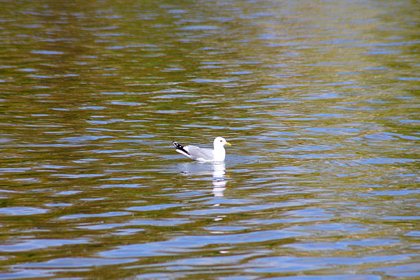A seagull hanging around on the water