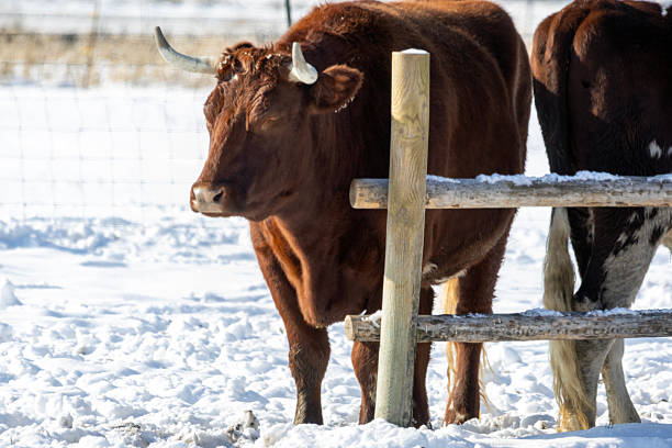 Oxen / Cow in the snow in the winter