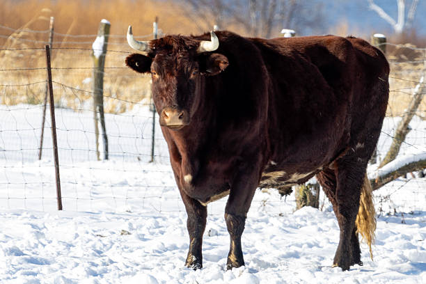 istock Oxen in the snow 2252408137