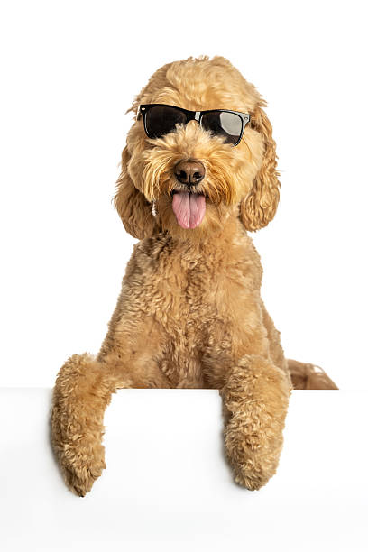 Studio photo of a young goldendoodle wearing a bow tie and Easter bunny ears on a white placard.