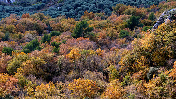 istock Elevated view of forest in autumn 2252409021