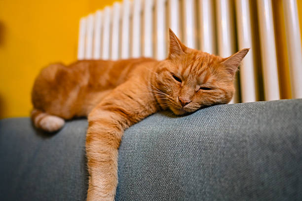 Orange tabby cat resting peacefully on the top of a sofa cushion in a cozy home