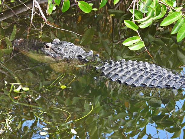 istock American Alligator (Alligator mississippiensis) - resting in a lake 2252414583