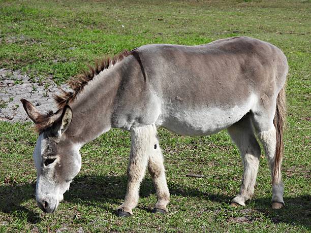 istock Donkey (Equus africanus asinus) - grazing on  the grass 2252416869