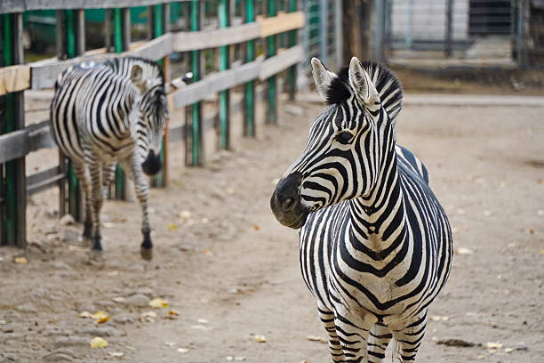 istock Zebras walk in a special enclosure at the zoo. 2252417285