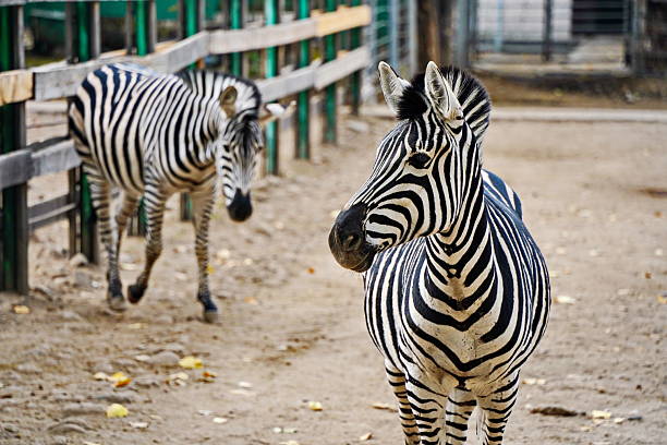 istock Zebras walk in a special enclosure at the zoo. 2252417313