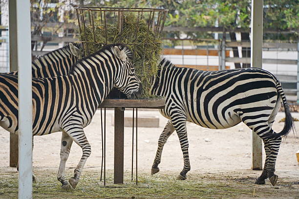 Zebras walk in a special enclosure at the zoo.