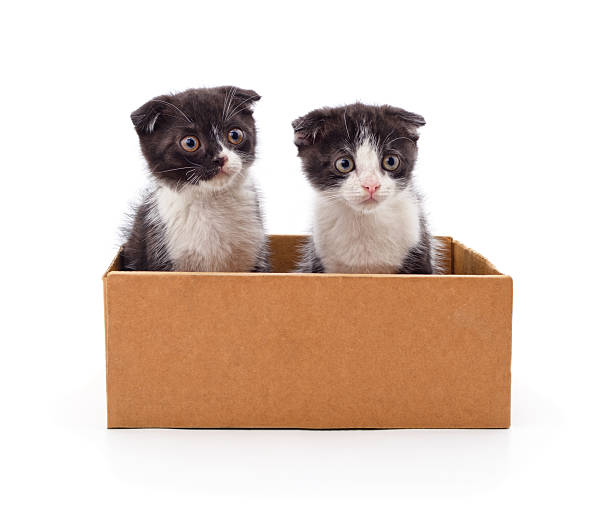 istock Two small black and white kittens sitting in a cardboard box. 2252417848
