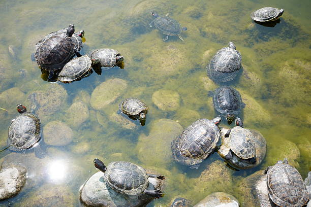 istock Turtles in a pond close-up. Wild animals. 2252418075
