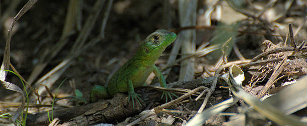 istock Small green lizard on natural habitat 2252418131