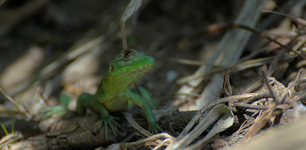 istock Green lizard camouflaged among tropical plants 2252418504