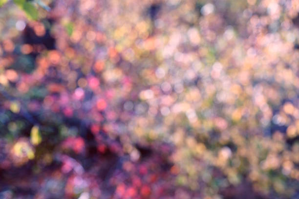 Abstract colored background. Leaves of trees in the forest.