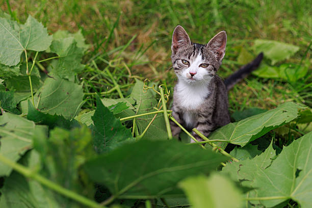 Gray white striped kitten sitting on textured green grape leaves with copy space. Concept of curiosity, nature background, animal portrait.