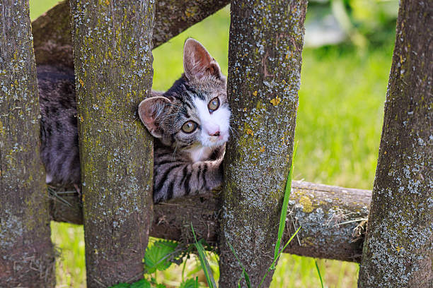 Gray white striped kitten looking through wooden fence with copy space. Concept of rural pets, safety, rustic village life.