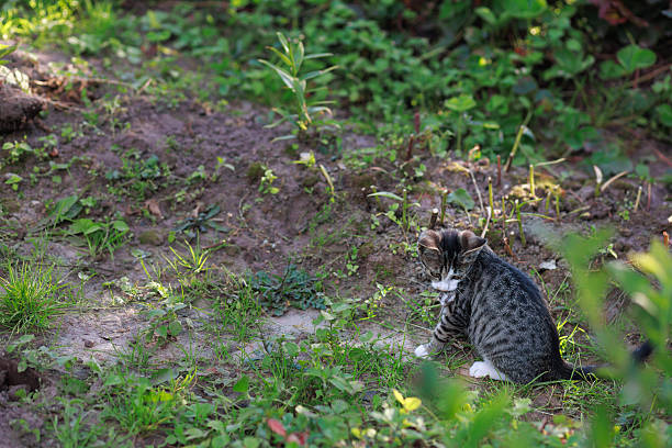 Striped kitten holding mouse in teeth and showing prey, playful behavior, with copy space. Concept of animal communication, play behavior, early development.