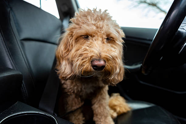 istock Sad Golden Doodle left alone in a car with black leather interior, looking out with longing eyes. Emotional moment inside parked vehicle. 2252422362