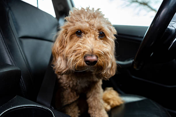 istock Sad Golden Doodle left alone in a car with black leather interior, looking out with longing eyes. Emotional moment inside parked vehicle. 2252422366