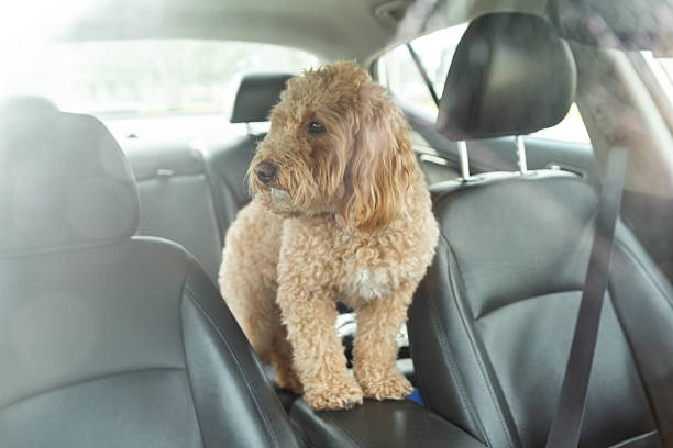 istock Sad Golden Doodle left alone in a car with black leather interior, looking out with longing eyes. Emotional moment inside parked vehicle. 2252422395