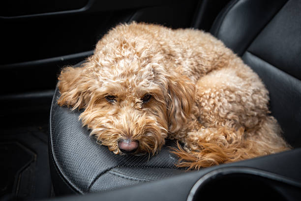 istock Sad Golden Doodle left alone in a car with black leather interior, looking out with longing eyes. Emotional moment inside parked vehicle. 2252422406