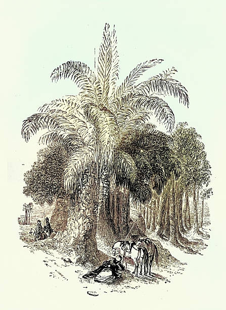 Arabic man with horses resting under a palm tree, One Thousand and One Nights, a collection of Middle Eastern folktales, Vintage illustration 19th Century