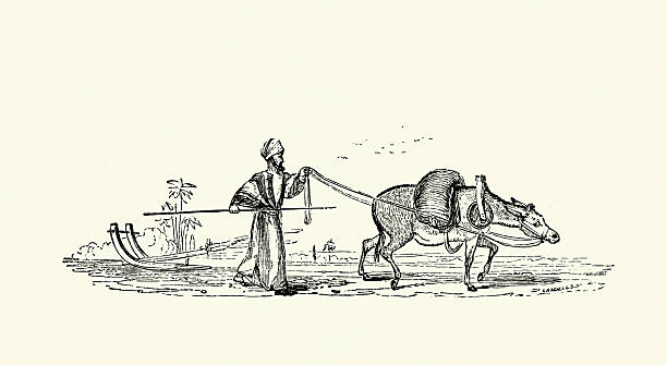 Arabic farmer using a donkey to plough a field, Vintage illustration 19th Century