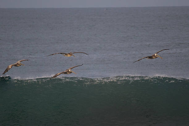 Seabirds gliding over waves at sandy beach