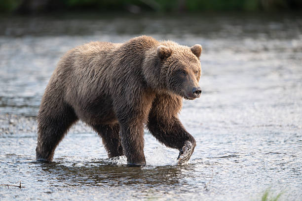 istock Alaskan brown bear standing in Brooks River 2252423275