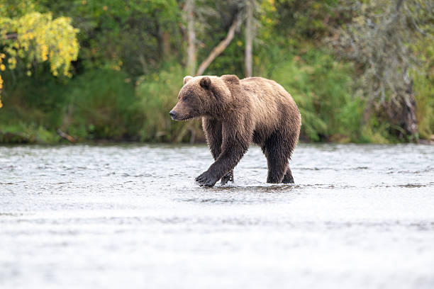istock Alaskan brown bear standing in Brooks River 2252423287