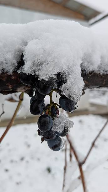 istock Frozen grapes contrast, Snowcovered vines display withered grapes 2252424372