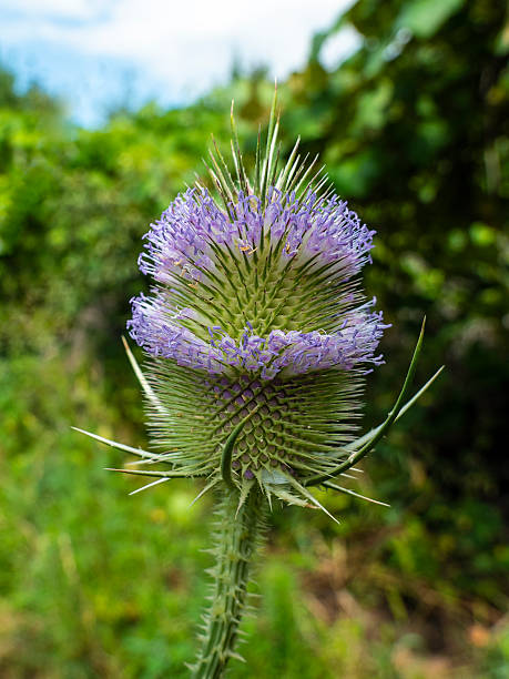 istock Flowering of the teasel, Dipsacus, Dipsacus sativus 2252424377