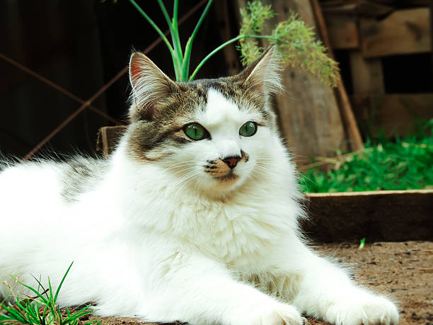 A white and gray domestic cat resting outdoors on the ground with green eyes. A calm pet portrait captured in natural light, representing companionship, animals, and everyday life.