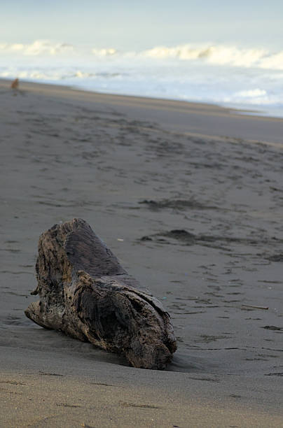 istock Dry tree trunk on the blue seashore 2252426779