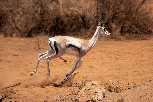 istock Fast Wild Grant's Gazelle Sprinting Across the Arid Savannah in Kenya 2252427607