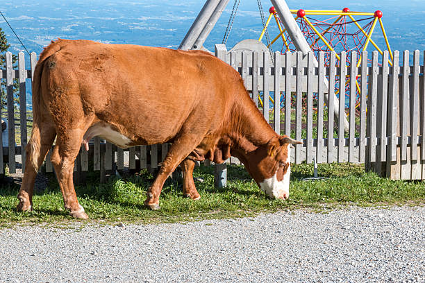Young Calf Grazing on Green Grass by a Road in Austria.