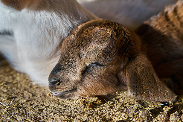 Baby goat sleeping deeply on the rustic barn floor.