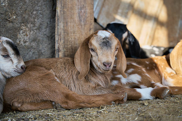 istock Baby goat lying next to its mother in barn 2252430727