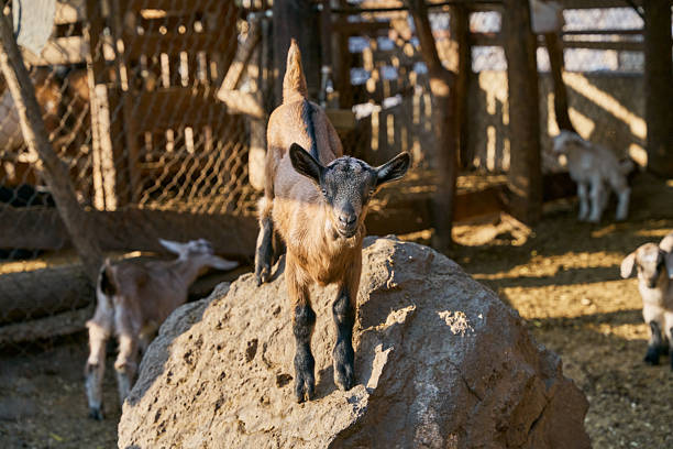 Baby goat exploring its surroundings inside a rural corral