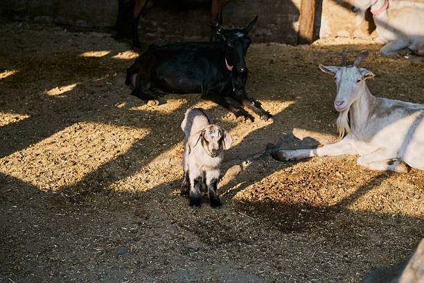 Baby goats relaxing inside a rustic corral