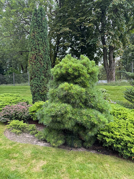 istock Garden with a fir tree 2252431799