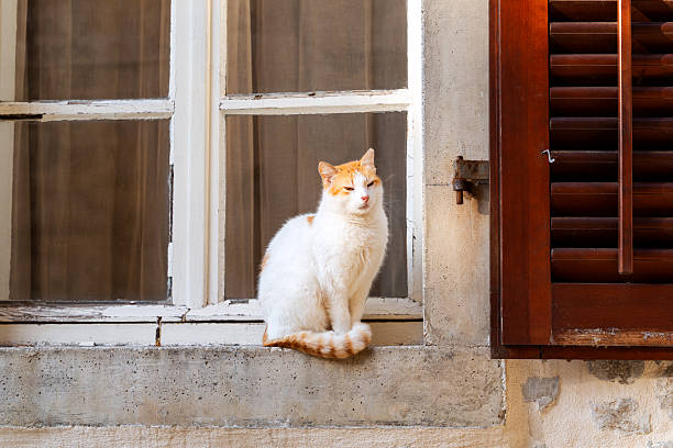 Two cats outside a window and one cat inside the house