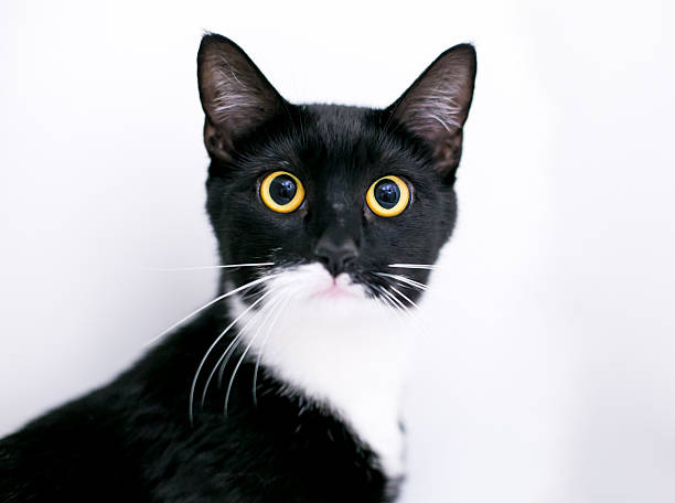 istock A black and white shorthair cat with dilated pupils 2252432686