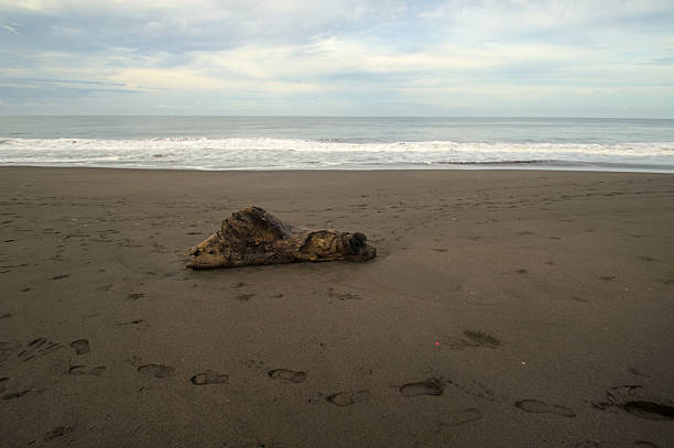Sunlit beach with dry driftwood trunk