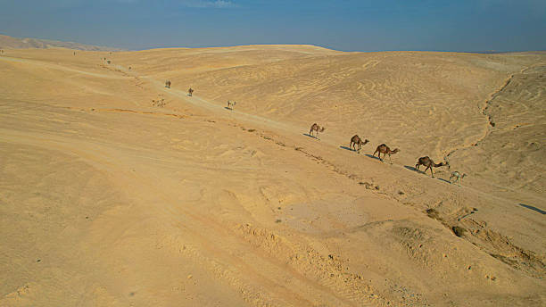 istock Camels Wandering in Midbar Yehuda Desert 2252436113