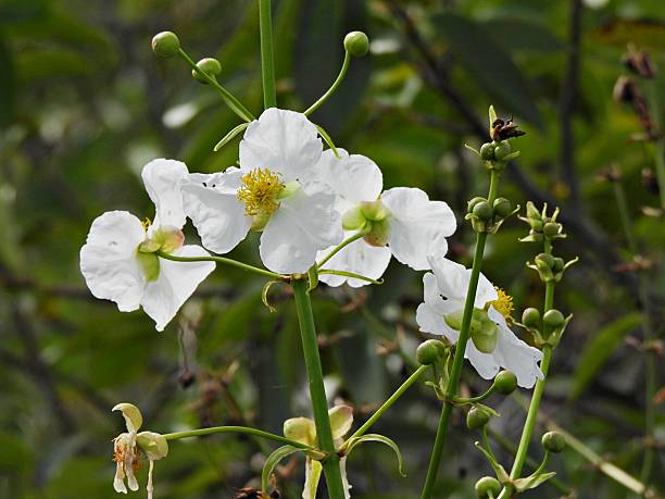 Native North Americans consumed them raw, boiled, dried, backed, roasted, mashed, ground into flour, or candied with maple sugar. The Cheyenne are also known to have gathered the plant stocks below the flower, peeled them and ate them raw.