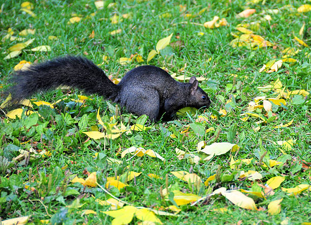 A squirrel in the park looking at the camera.